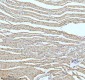 Anti-UQCRFS1 Rabbit Monoclonal Antibody